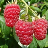 Koliko puta u životu malina urodi plodom